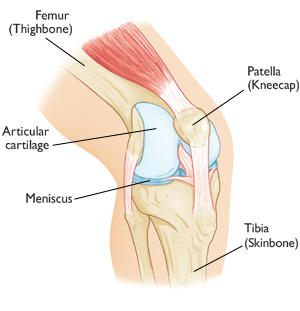 anatomical picture of the patella knee joint